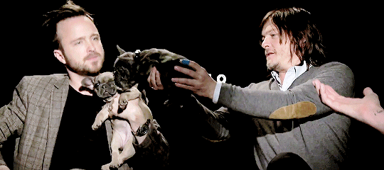 reedusgif:  Aaron Paul and Norman Reedus get distracted by the puppies during Triple9