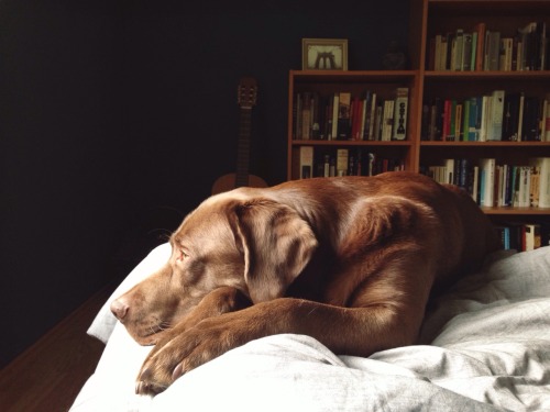 thedailyelliott: Day 1316 Rainy sunday, staying in bed.