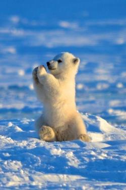 phototoartguy:  Baby Polar Bear Photo: John A Barrett Jr 