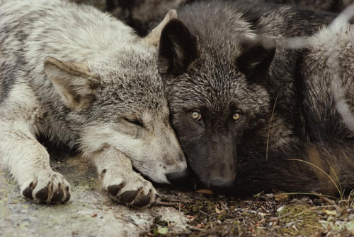 wolveswolves - Twenty weeks old Gray wolf pups (Canis lupus) from...