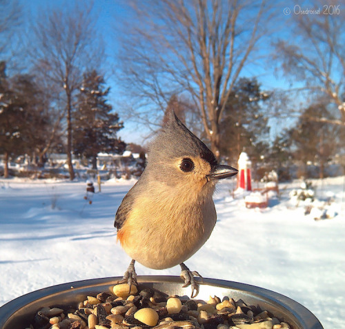 rainbowbarnacle: mymodernmet: Woman Sets Up Bird Feeder Photo Booth to Capture Close-Ups of Feathere