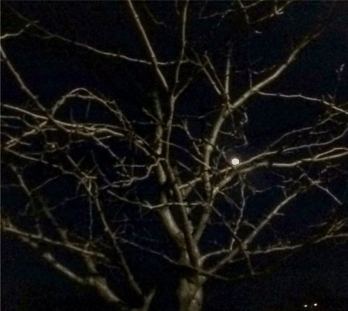 I love the way bare branches look against the night sky. #naturephotography #nature