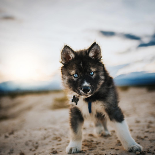 animals-addiction:This dog is so pretty