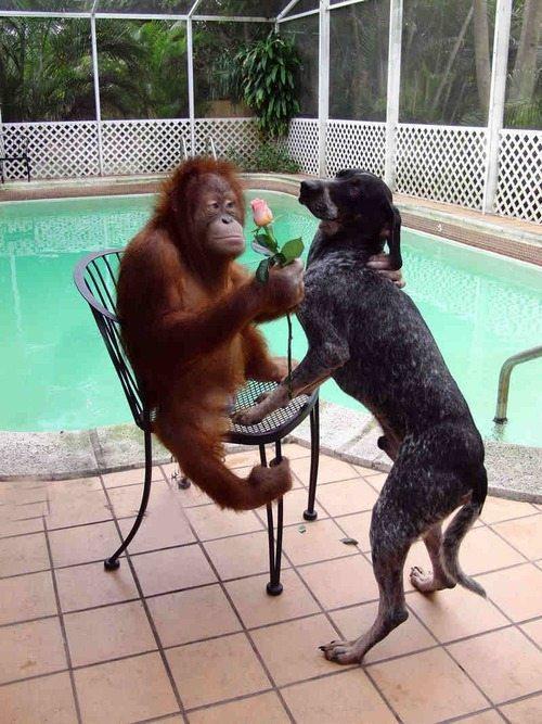 memewhore:  pleatedjeans:  18 Animals Way More in Love Than You’ll Ever Be  Well that caption was just hurtful and unnecessary *cries* 
