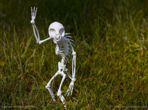 mythicarticulations:Poseable Chupacabra skeleton. Coming soon to our Etsy Store.