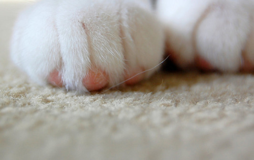 pink toe beans(by *reina*)