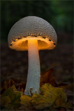 natural-magics:  source: Moonshroom 