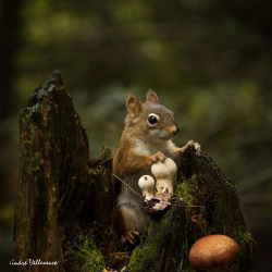 alice44:  L’opulence by Andre Villeneuv