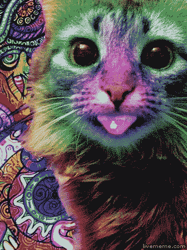 Visit Me High