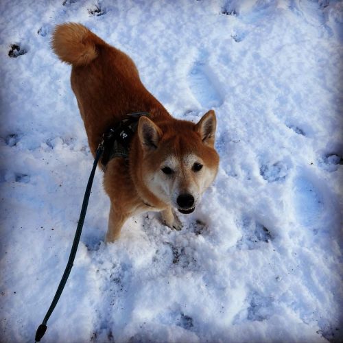 駆け回った犬 #shiba #shibainu #shibadog #shibastagram #しばいぬ #柴犬 #あさんぽ #雪の日のあさんぽ  www.instagram.com