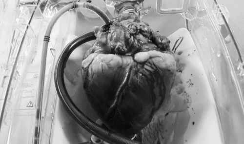 nothorrorcore:  My heart beats for you. It’s all yours. 