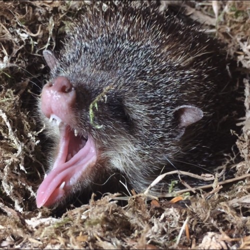 hedgehogsofasgard - [rrraaaaaaaaaaaaaa aaaaaaaAAAAAAAAAAAAAA]