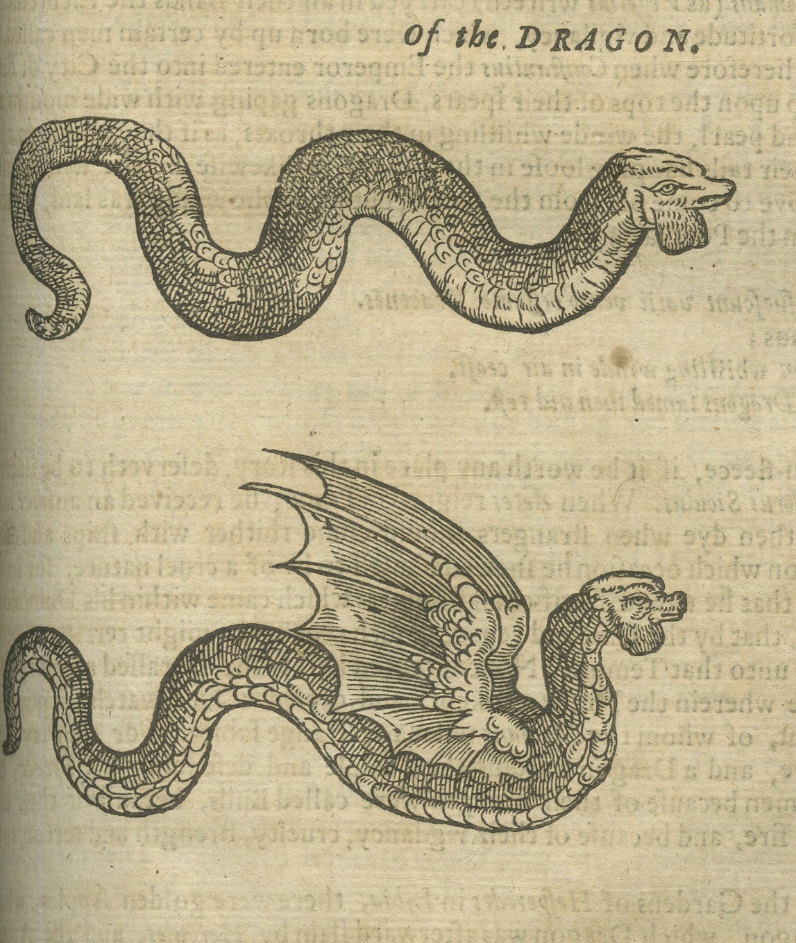 magictransistor:Edward Topsell, History of the Four-Footed Beasts and Serpents, Dragons,