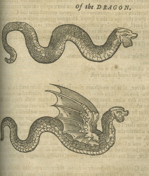 magictransistor:Edward Topsell, History of the Four-Footed Beasts and Serpents, Dragons, 1658.