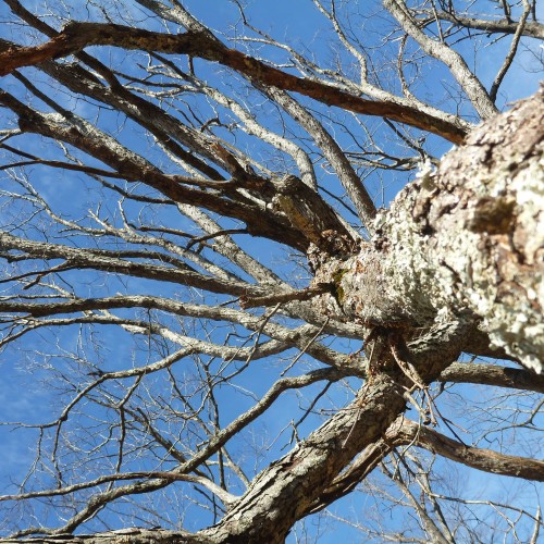 I Have Taken Photos Of This Tree Over The Years And It Seems To Speak To Me And Give Me Strange Visions