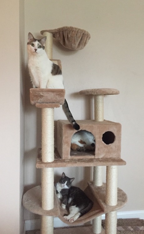 I think the kitties like their Christmas present (submitted by @wewilltry-again)