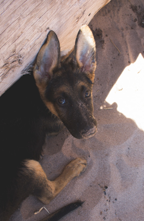 Sandy Nose.By: Emily Hawkins