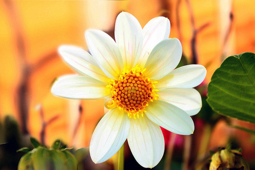 daddyslittleotaku:  sandflake:  I dearly wish that people would view their bodies as they view flowers… Veins everywhere?  gorgeous~ Skin patches? Birthmarks?   hella rad~ Scars? Stretch marks?   beautiful~ Freckles? Moles? Acne scars?  heckie yeah~