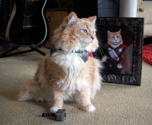 twoxheartedxdream:lookatthislittlething:sparkysmachine:I dressed my cat, Sir Didymus, up as Thor, to