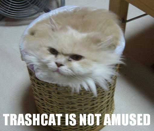 seananmcguire: sophiaslittleblog:  tzikeh:  owl-librarian:  sasgalula:  coolcatgroup: