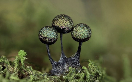 Lamproderma Echinulatum