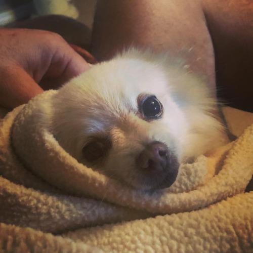 Get yourself a partner that looks at you the way Queeny looks at me. 😘😍😉 (at Hacienda Pèrez-Garcia) https://www.instagram.com/p/BqoOTgUAJpr/?utm_source=ig_tumblr_share&igshid=vgrkmxteifsk