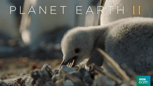 penguinlove1001:It’s Friday!!!Today’s penguin post features some adorable baby penguin gifs!!!