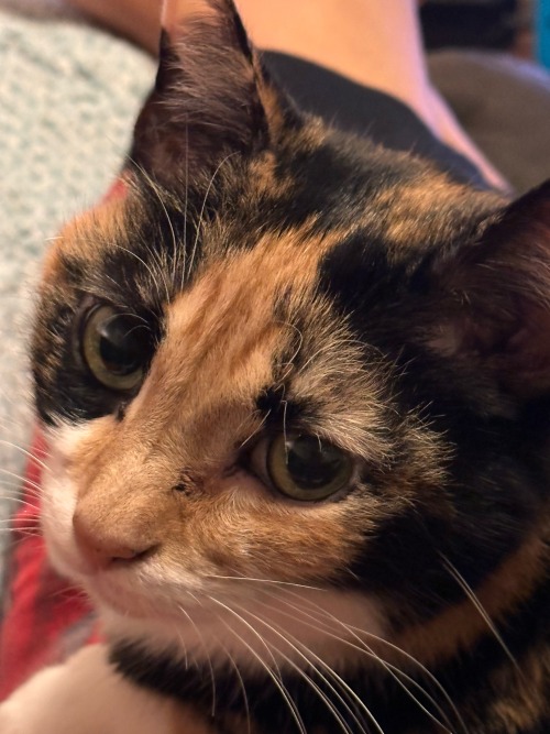 Buttercup Laying On Me