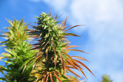 westcoaststoner420:  boa-dica:  http://boa-dica.tumblr.com/ 