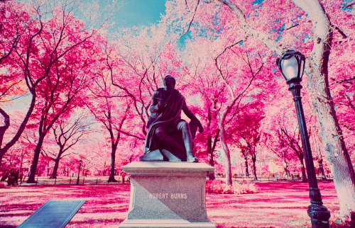 A Change of Seasons, New York (October 2013) Kodak EIR (Infrared)