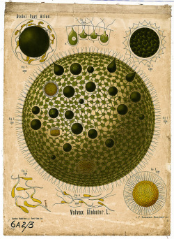 Arnold &Amp;Amp; Carolina Dodel-Port.â The Dodel-Port Atlas (Volvox Globator Illustration).Â 1878-1893.