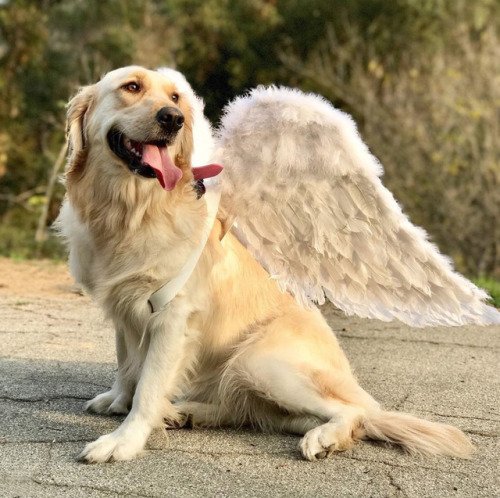 Porn photo animalrates:  Please don’t send in angels..