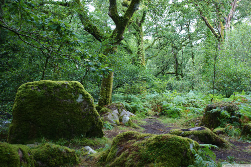 alrobertsphotography:  Dewerstone Woods, Dartmoor UK