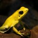 funkyfrogoftheday:today’s funky frog of the day is: phyllobates terribilis! commonly