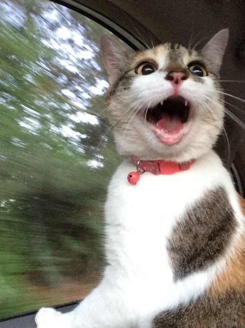 elkhoof:My cat’s first car ride