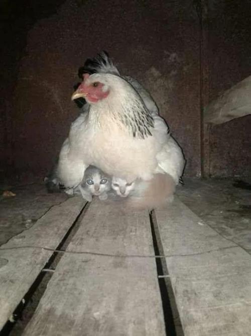 A hen taking care of frightened kittens during a storm.