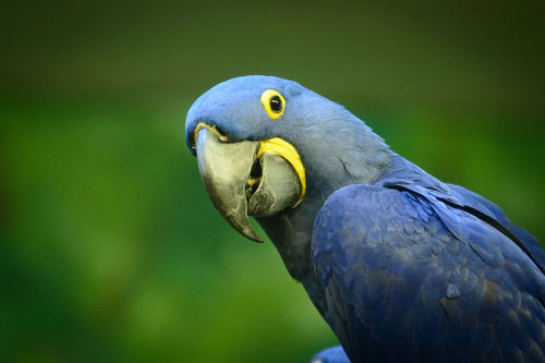 seraphica:The Hyacinth Macaw, Anodorhynchus hyacinthinus, is the largest of the macaws and the large