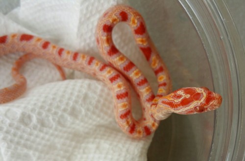 mkmorphs:This little one one is a 2015 Male Extreme Reverse Okeetee corn snake. He was given to us f