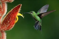 superbnature:  Green-crowned Brilliant Hummingbird