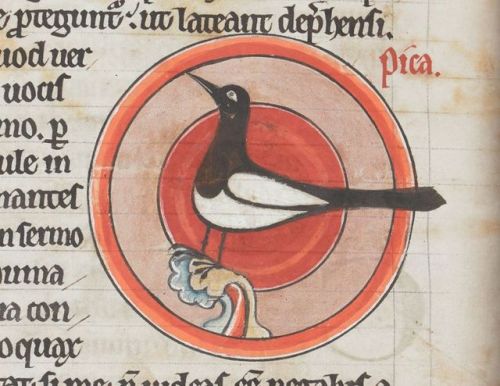 Magpie - Bestiary - Harley MS 4751 folio 48v