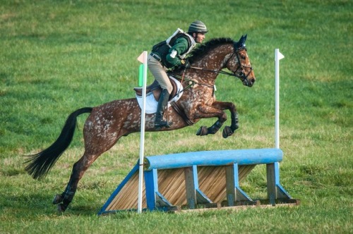 all-the-horses: Magic Replica Mystic Replica x June Thoroughbred Cross, Gelding 16.2hh Born 2005