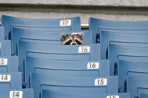 freejimmer:awwww-cute:Raccoon watching Yankees Spring Training gameraccoons love garbage