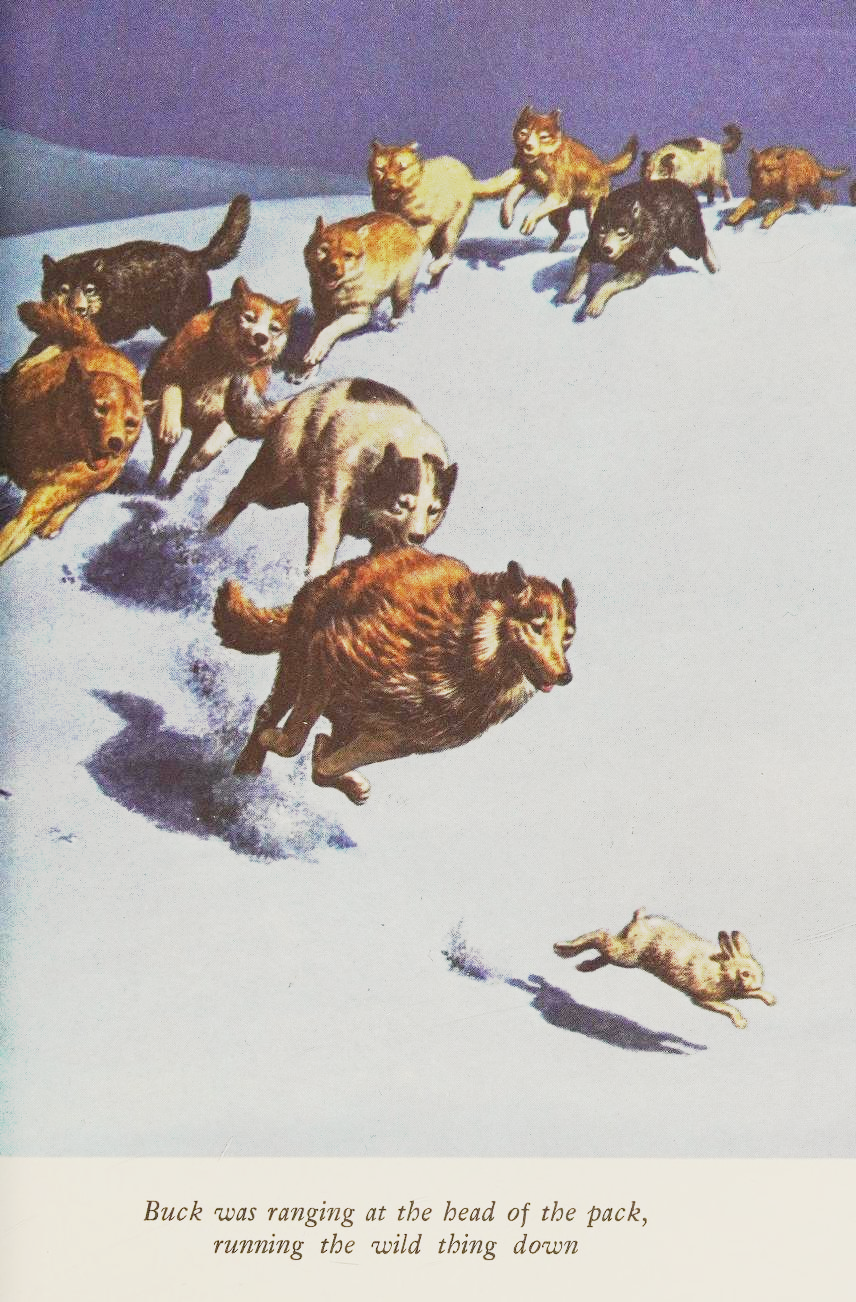 From the Call of the Wild by Jack London (1981 Illustrated Junior Library Edition), illustrated by Kyuzo Tsugami