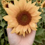 pan-sunflower-enby