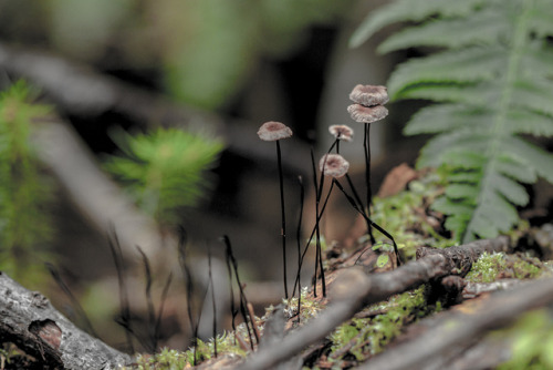 mushrooms by Bongonation on Flickr.