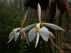 orchid-a-day:  Epidendrum parkinsonianumSyn.: Coilostylis parkinsoniana; Epidendrum aloifolium; Brassavola pescatorii; Epidendrum pugioniforme; Epidendrum falcatum var. zeldoniae; Coilostylis pugioniformis August 31, 2019 