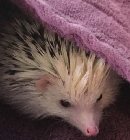 I love how Cognac’s quills look after he’s had a bath. 