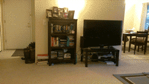 Corgi Gifs