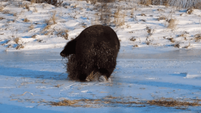 gifsboom:Grizzly Bear vs. Hay Bale. [video]