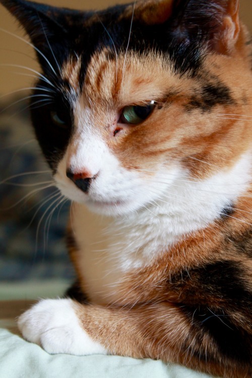 calico cat